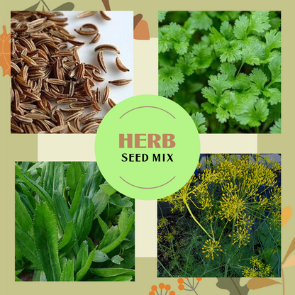 Herb Seed Mix: Cilantro, Culantro, Caraway & Dill – 100 Seeds Each