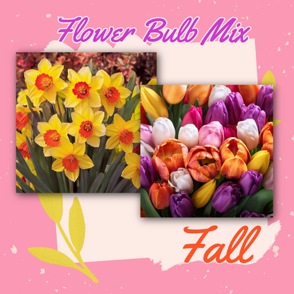 Flower Bulb Box - Large Bulbs(5 Daffodils + 5 Mixed Tulips)