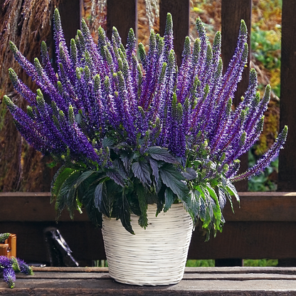 Veronica 'Blue Bouquet' – 100 Seeds