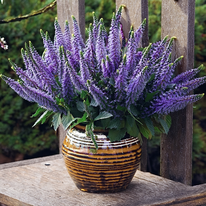 Veronica 'Blue Bouquet' – 100 Seeds