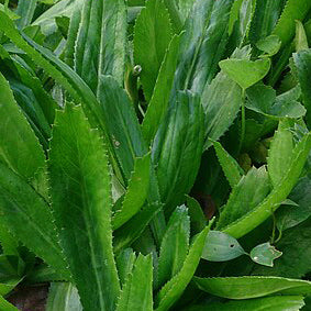 Culantro - Shado Beni Seeds-100 seeds