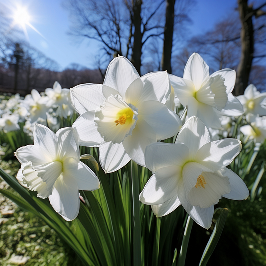 Large White Daffodil Mount Hood - 10 Pack