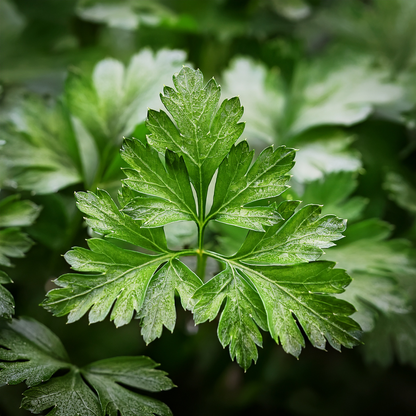 Chervil 'Winter' – 100 Seeds