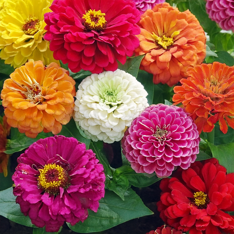 Zinnia – Cut and Come Again- Mixed color - 30 seeds