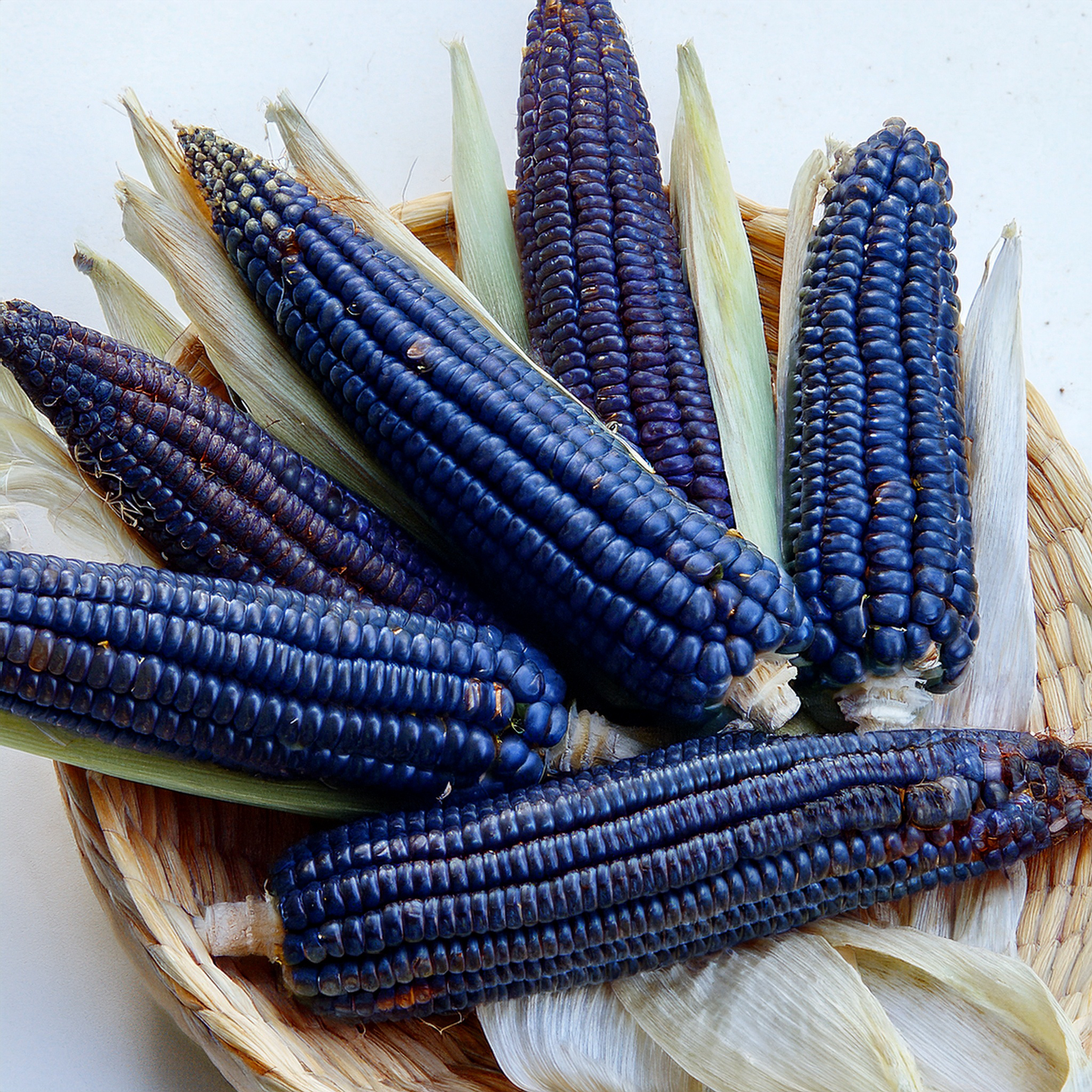 Blue Corn-Miniature Popcorn (2-4" long)-20 Seeds