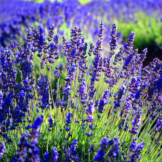 100 SEEDS- Blue Hidcote Lavender