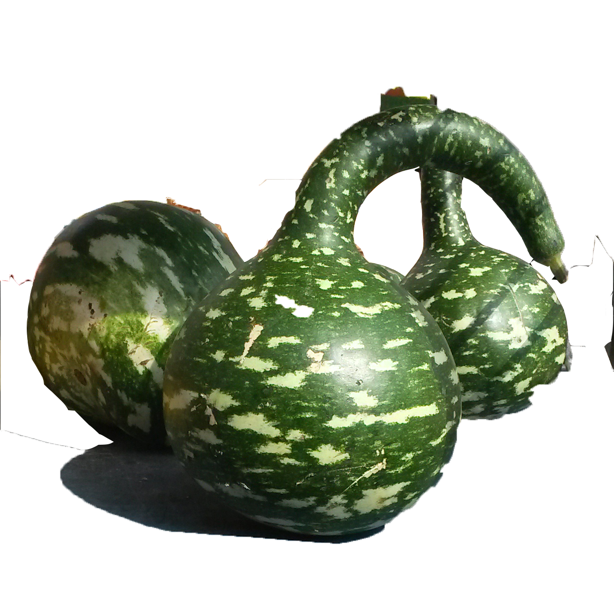 Bottle Gourd - Extra Long Dipper (10 seeds)