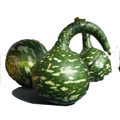 Bottle Gourd 'Extra Long Dipper' – 10 Seeds