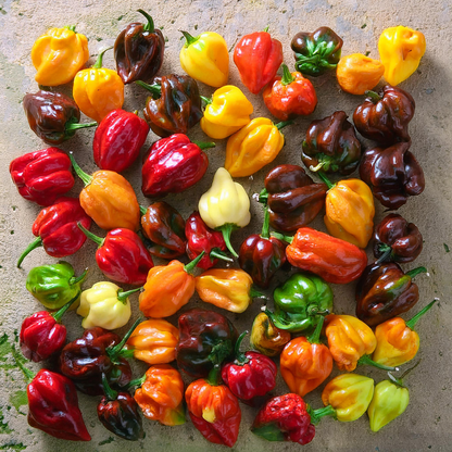 Habanero Pepper 'Caribbean Blend' Mix – 30 Seeds