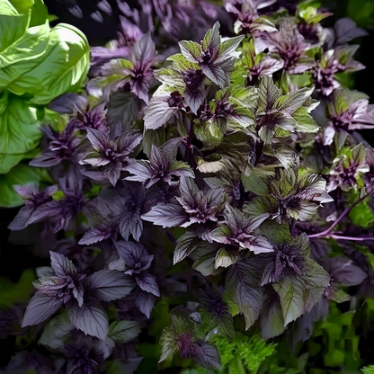 Basil Mix 4-in-1: Lemon, Cinnamon, Corsican, Spicy Globe – 100 Seeds Each
