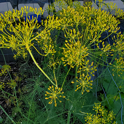 Jumbo Winter Wonders Seed Mix – 25 Seed Varieties