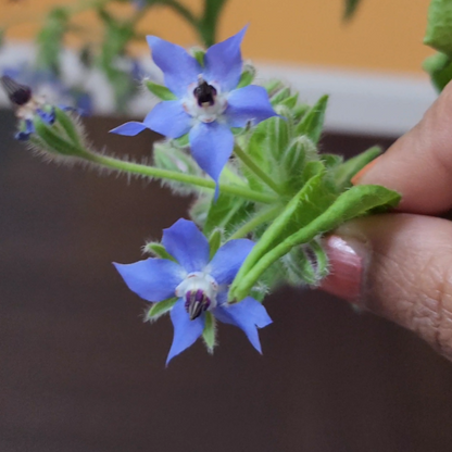 Borage Herb – 30 Seeds