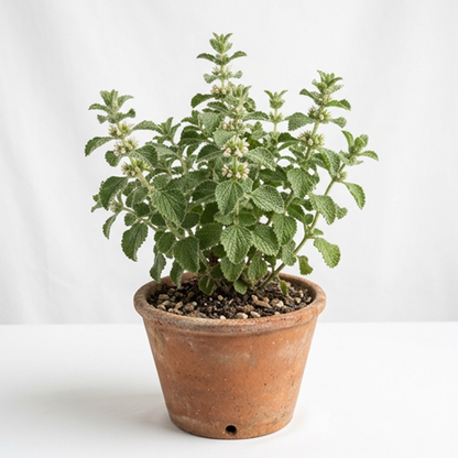 Horehound– 50 Seeds