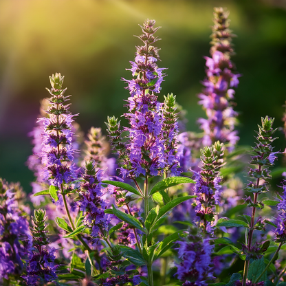 Hyssop – 100 Seeds