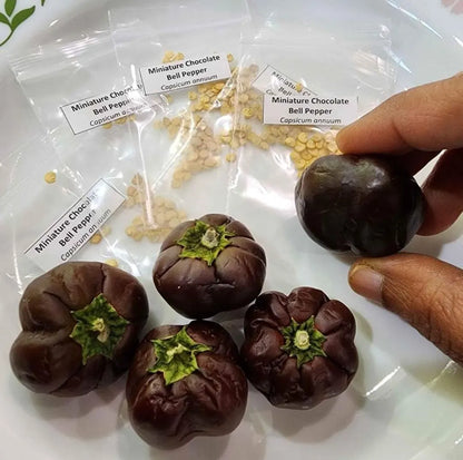 Bell Pepper 'Chocolate' Mini – 30 Seeds, Non-GMO, Heirloom
