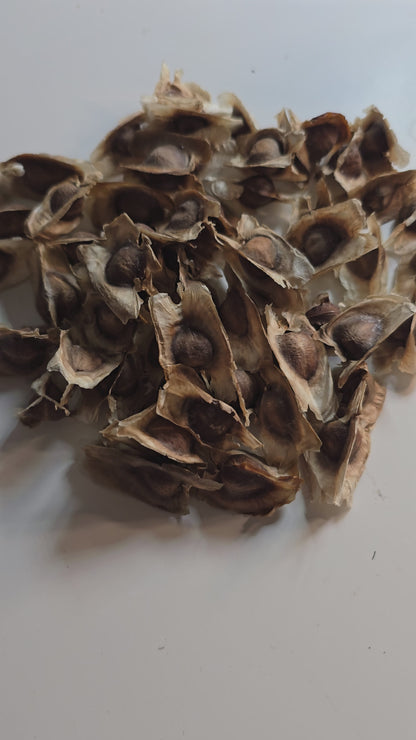 Moringa 'Drumstick Tree' – 10 Seeds