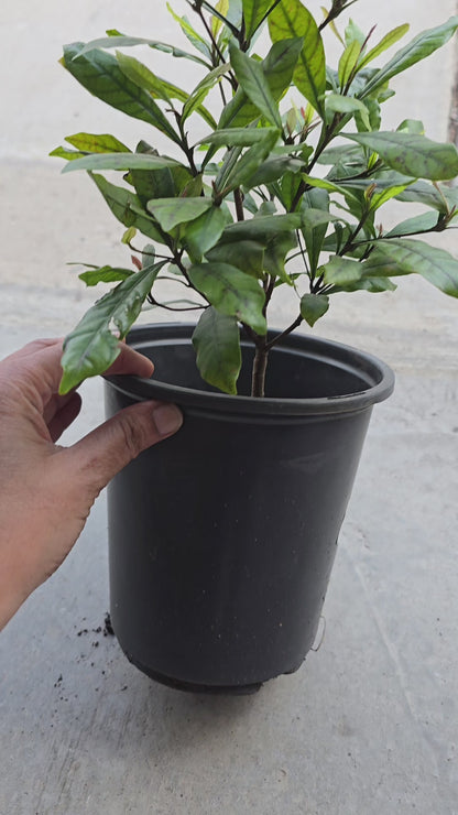 Miracle Fruit (Synsepalum dulcificum) – Live Plant, 1 Gallon Pot