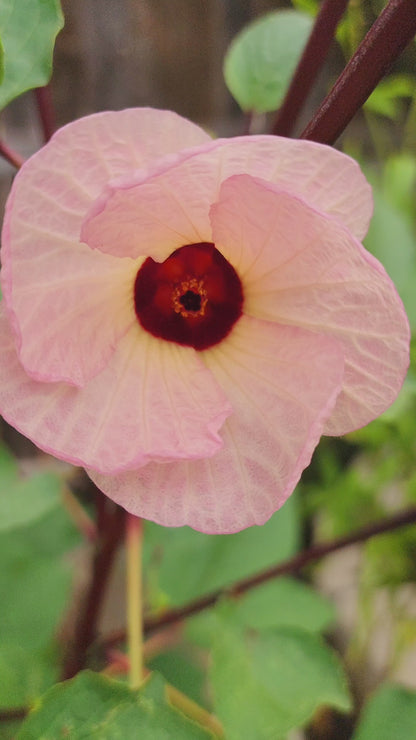 Roselle Hibiscus 'Gongura' – 30 Seeds (Hibiscus sabdariffa)