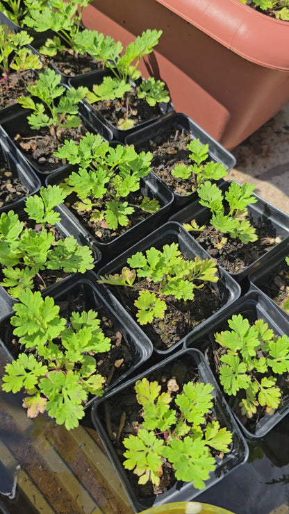 Feverfew (Tanacetum parthenium) – Seedling, 2.5" Pot, 2 Pack