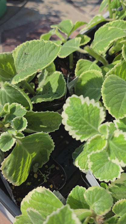 Cuban Oregano Variegated – Live Plant, 3" Pot, 2 Pack