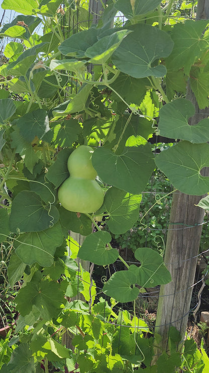 Bottle Gourd 'Bird House' – 10 Seeds
