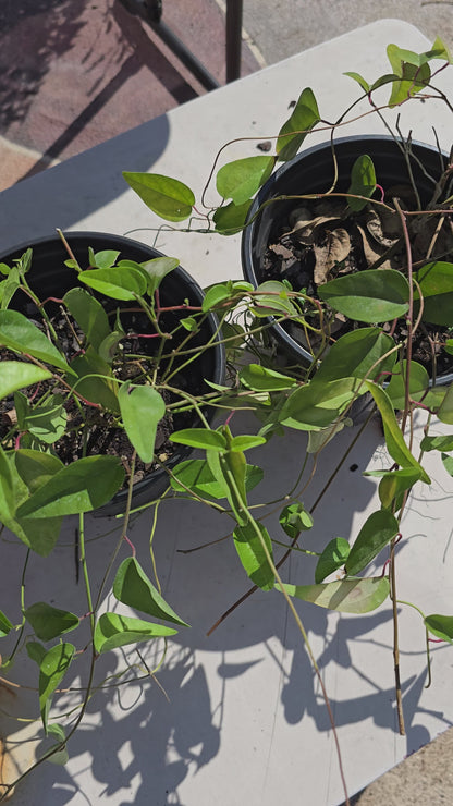 Grass Jelly Vine – Live Plant, 1 Gallon Pot