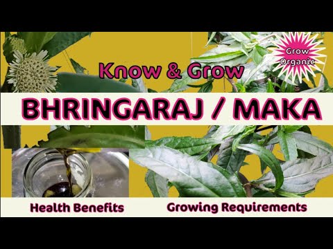 bhringraj plant seeds online 30 SEEDS of Bhringraj/ Eclipta Alba