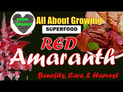 Amaranth 'Red Leaf' – 100 Seeds
