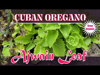 Cuban Oregano Variegated – Live Plant, 3" Pot, 2 Pack