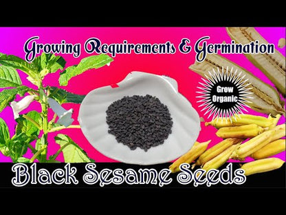 Black Sesame – 100 Seeds, Non-GMO, Heirloom