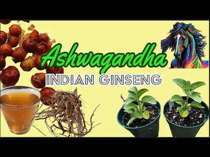 Ashwagandha – 30 Seeds