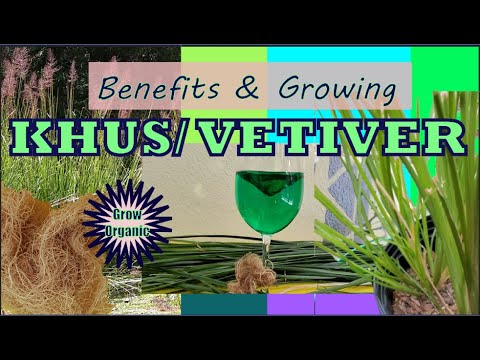 vetiver plant seeds Vetiver Grass- 1 gallon pot (Chrysopogon zizanioides) – Seed To Life