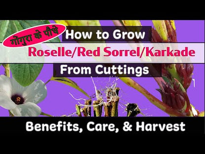 Roselle Hibiscus 'Gongura' – 30 Seeds (Hibiscus sabdariffa)