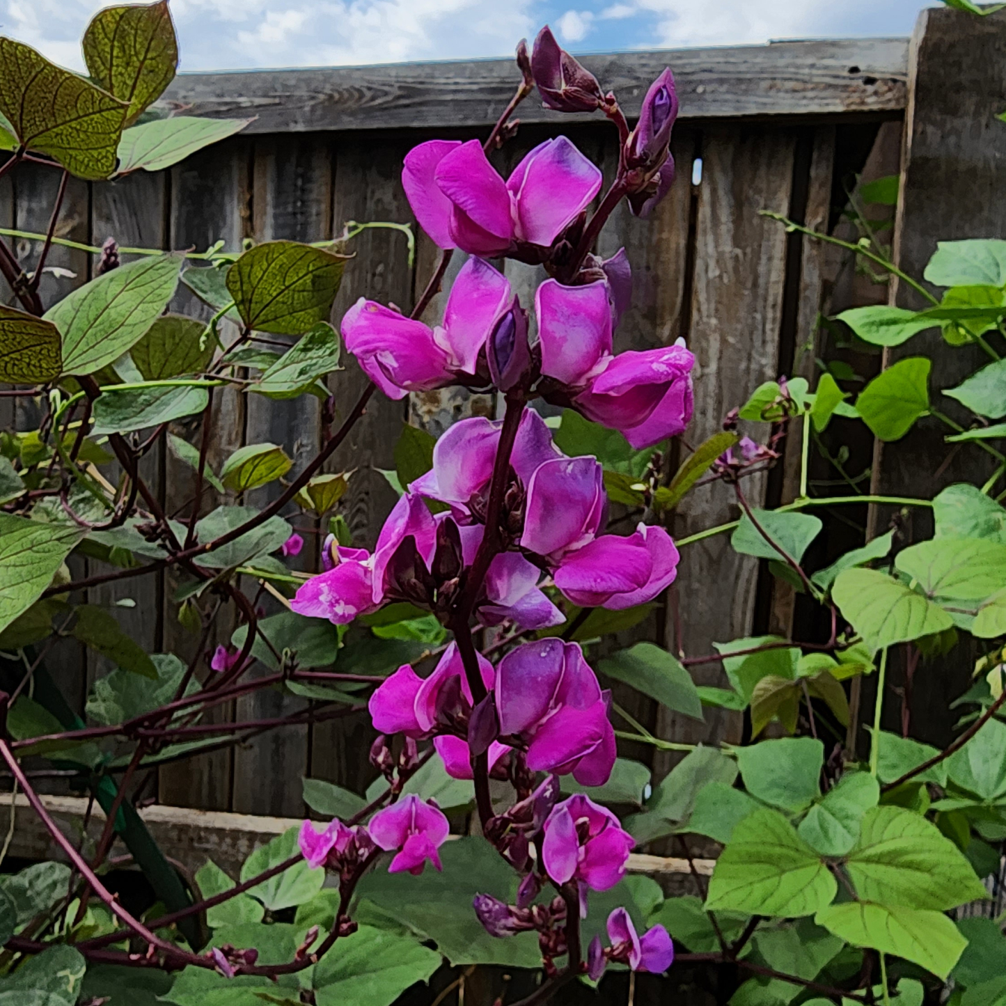Hyacinth Bean - Purple Moon - 15 seeds