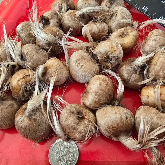 Saffron Crocus- 25 bulbs - Crocus sativus
