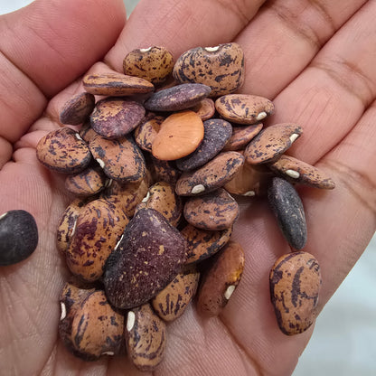 Organic Lima Bean – 20 Seeds, Heirloom