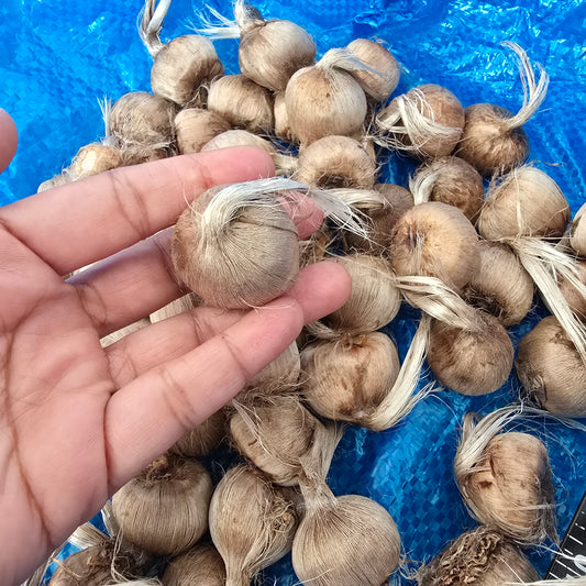 Saffron Crocus- 50 bulbs - Crocus sativus