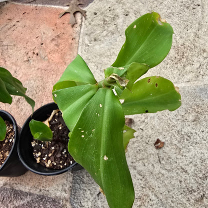 Spiral Flag (Costus igneus) – Live Plant