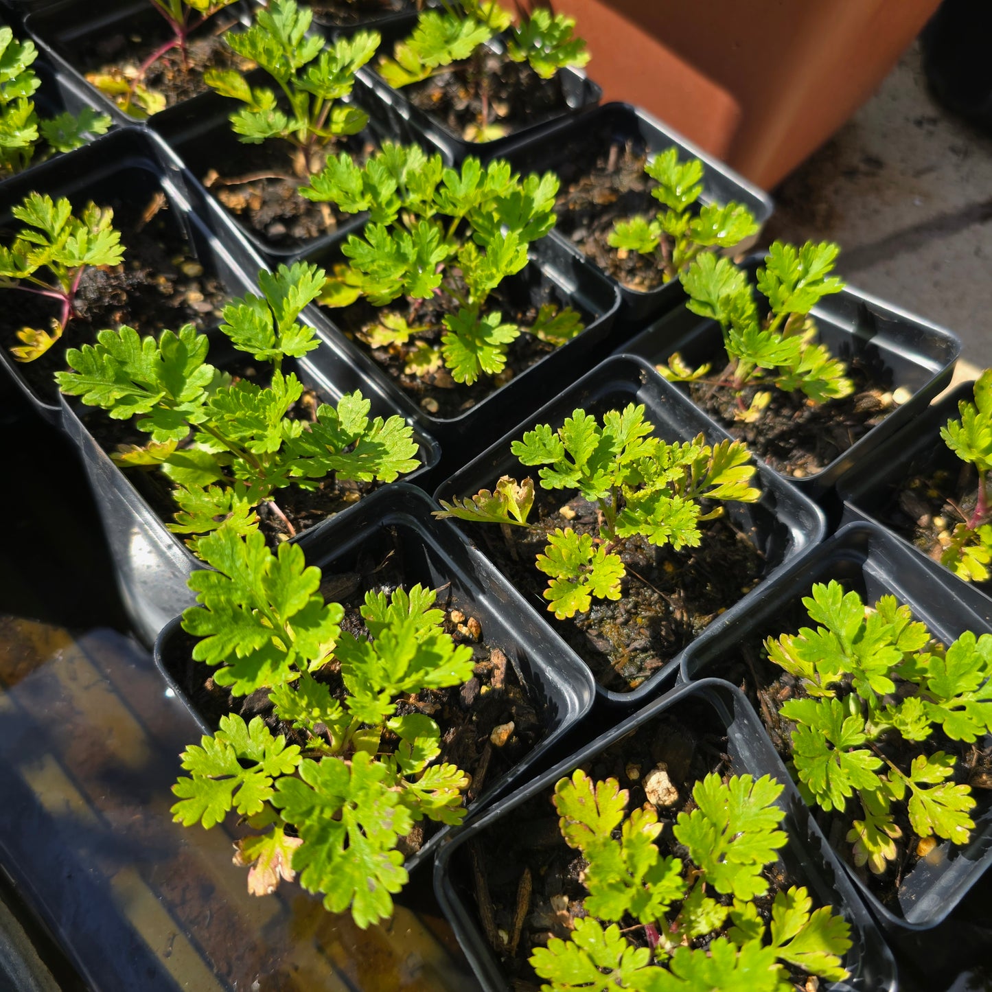 2 Pack-Feverfew Seedling- 2.5" pot-Tanacetum parthenium
