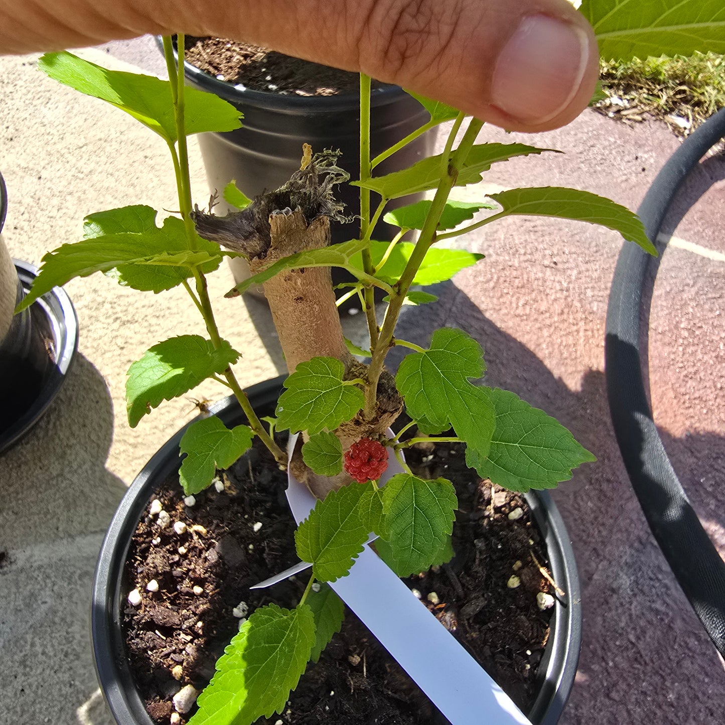 Everbearing Mulberry Tree