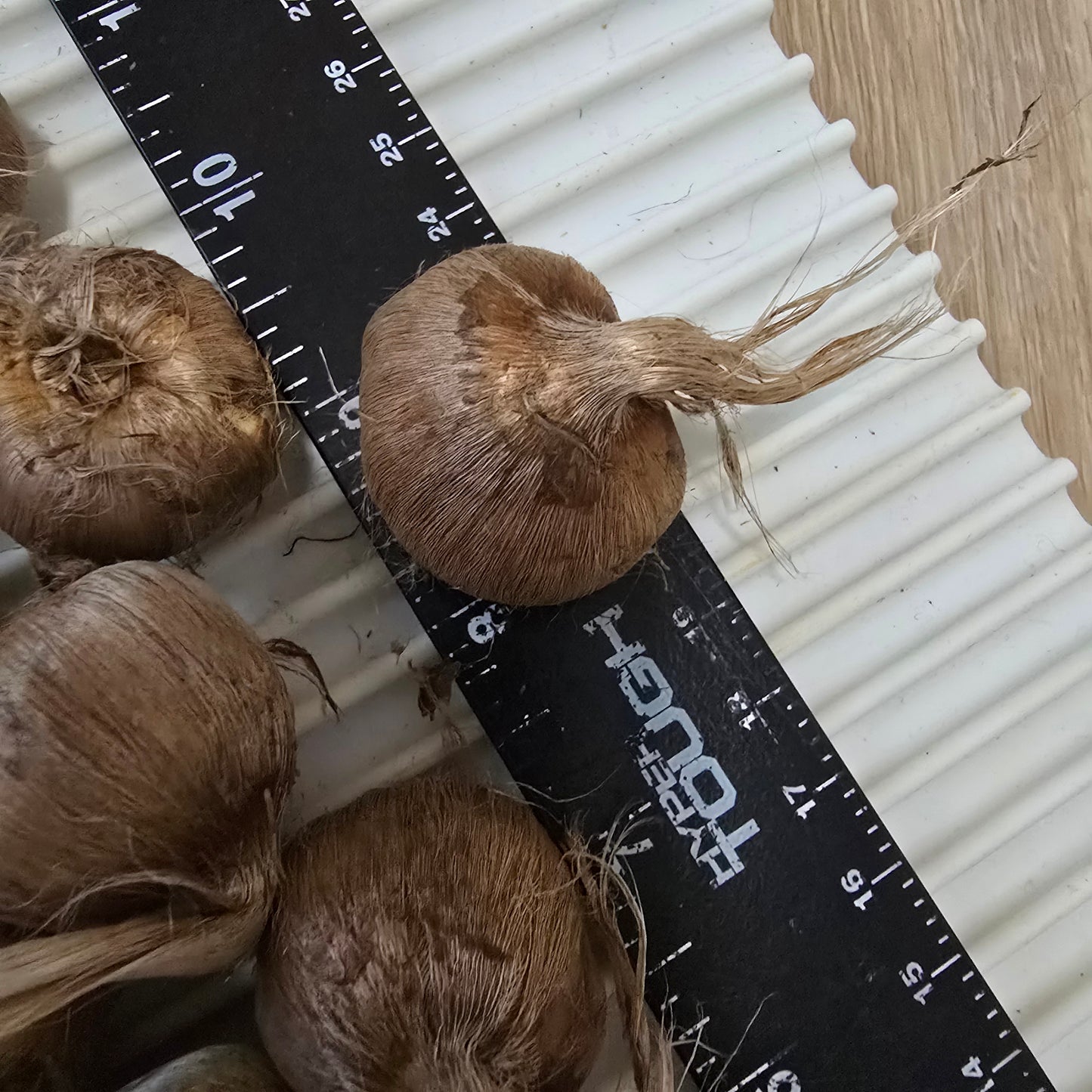 Saffron Crocus-10 bulbs - Crocus sativus