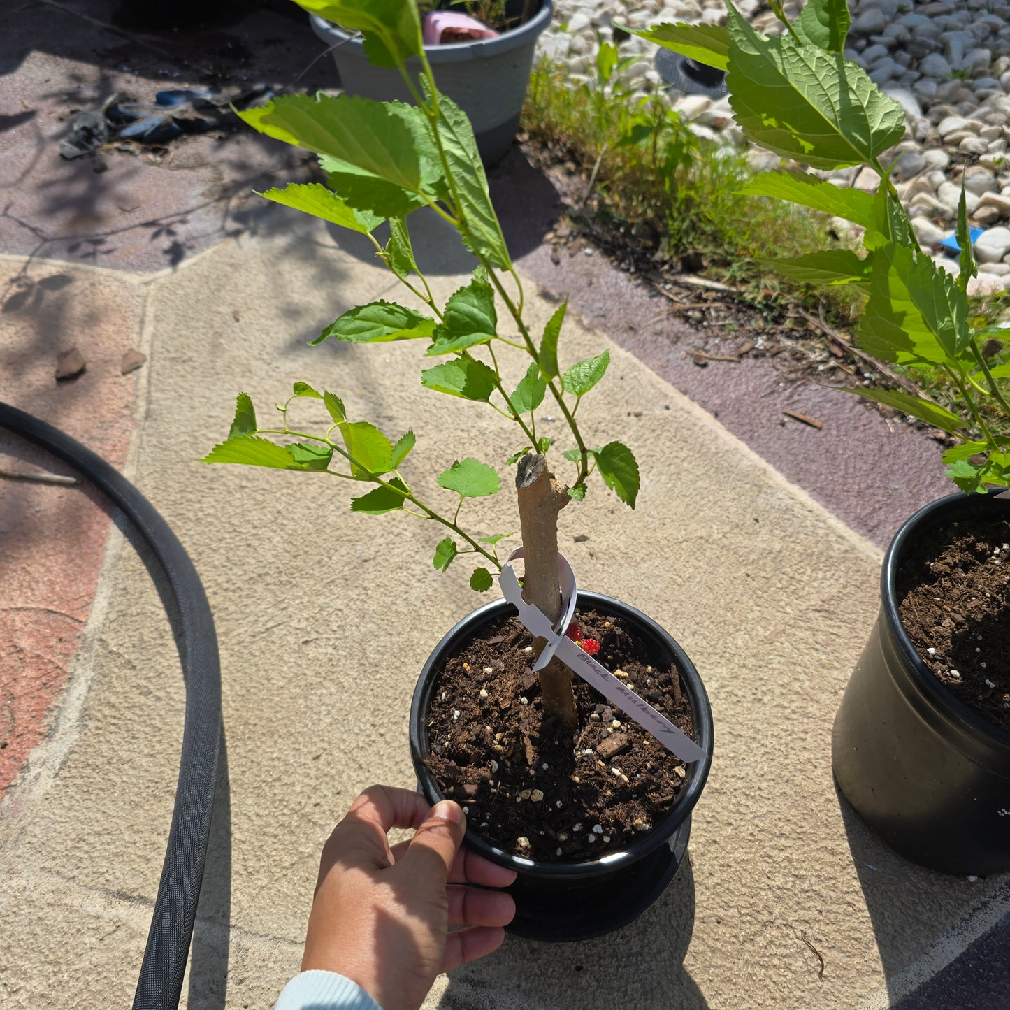 Everbearing Mulberry Tree