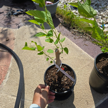 Mulberry 'Everbearing' – Live Tree