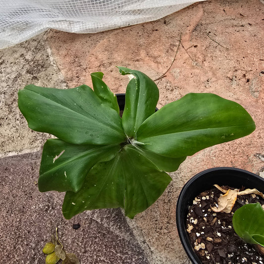Spiral Flag Plant- Costus igneus
