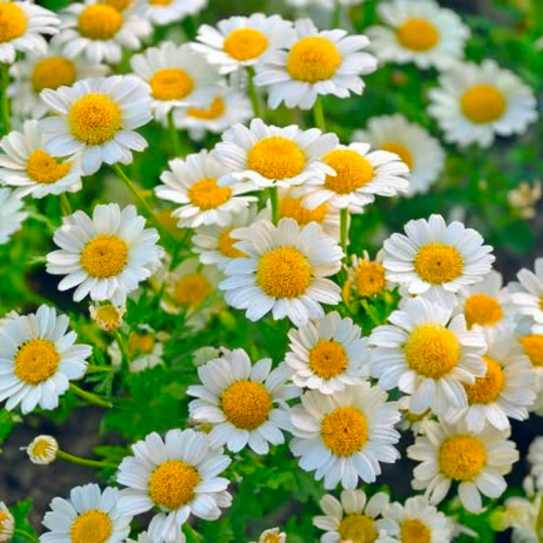 2 Pack-Feverfew Seedling- 2.5" pot-Tanacetum parthenium