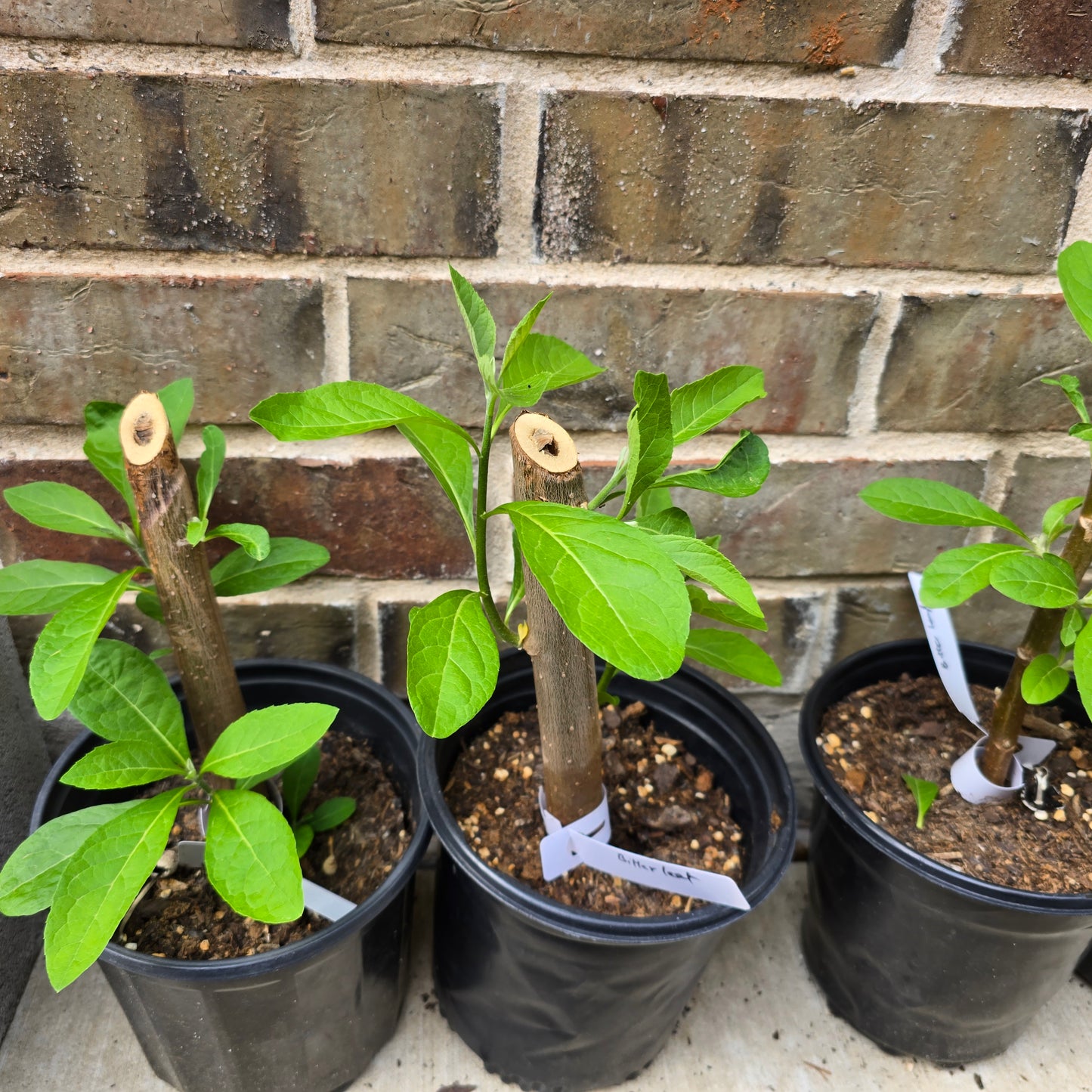 Bitter Leaf Tree-1 gallon pot- Vernonia amygdalina Ewuro/ Yoruba