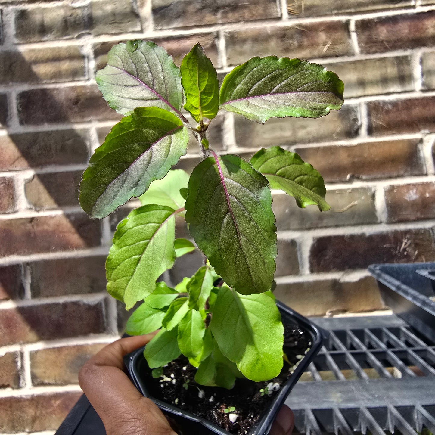 Krishna Tulsi- Purple Leaf Holy Basil- 4" pot