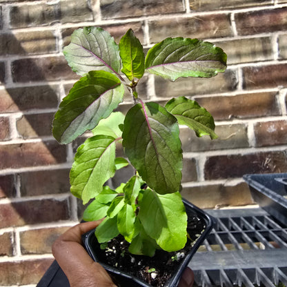 Holy Basil 'Krishna Tulsi' Purple Leaf – Live Plant, 4" Pot