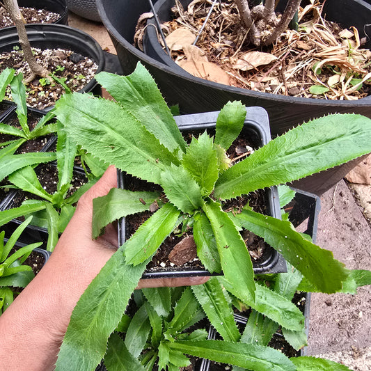 1 pack- Culantro Live Plant- 4"pot