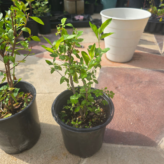 Henna - 1 gallon pot | Lawsonia inermis